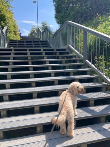 Pies na schodkach